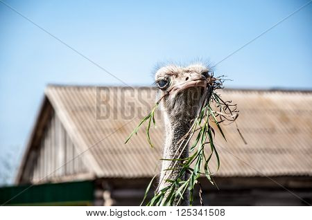 Black African ostrich or Struthio camelus outdoors