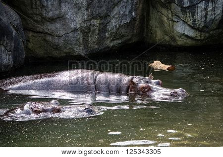 hippos enjoying a swim at Woodland Park Zoo in Seattle