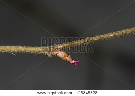 Hazelnut female bud on branch macro selective focus shallow DOF