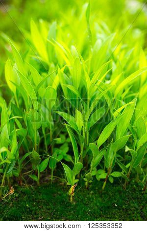 Fresh Thick Grass Close Up Green Nature