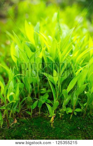 Fresh Thick Grass Close Up Green Nature
