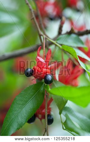 Flower and fruit of the  mouse tree, ochnaceae