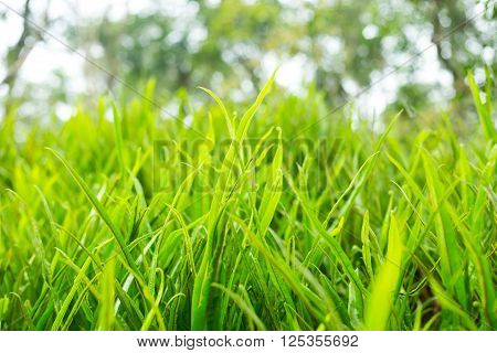 Fresh Thick Grass Green Close up Nature