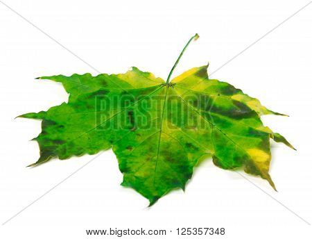 Multicolor maple-leaf isolated on white background .