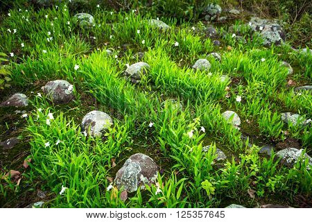 the ground with grass and stone Nature