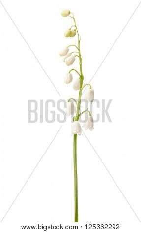 Lily of the Valley isolated on white.