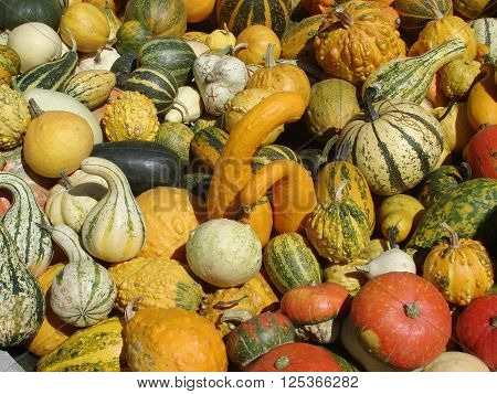 Orange yellow green and striped pumpkins, small squash