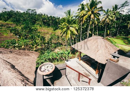 Rice paddy field close up in Ubud Bali Indonesia Southeast Asia Asia