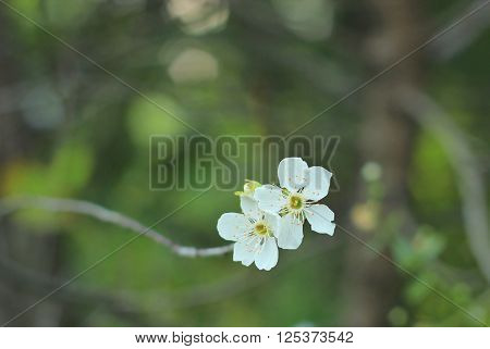 Cherry blossom, beautiful flowering tree in spring