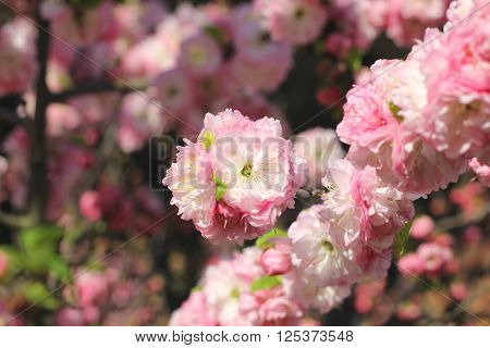 Photo of beautiful flowering tree in spring, cherry blossom