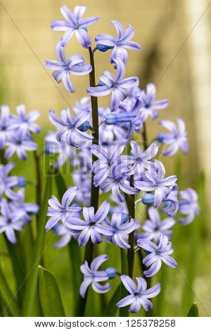 purple hyacinthus orientalis flower  in the grass outdoor