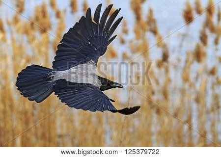 Hooded Crow With Open Wings