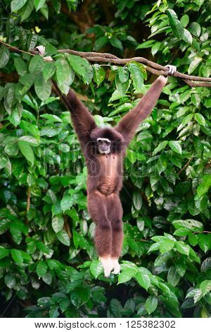 One Gibbon In The Forest Hanging From A Tree In The Jungle