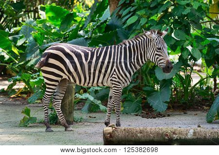 One Beautiful Black And White Stripped Pattern Zebra