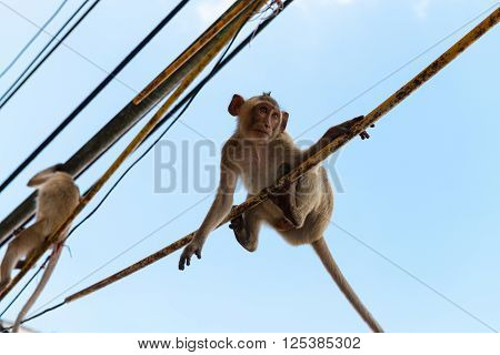 Agile Monkeys Hanging Onto Electric Cables