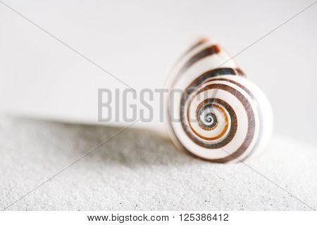 bright polymita shell on white beach sand under the sun light, shallow dof
