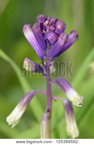 Three-leaved Bellevalia - Bellevalia trifoliata Spring flowering bulb