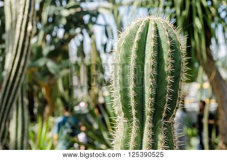 Close shot of a Stenocereus Cactus in a greenhouse.
** Note: Soft Focus at 100%, best at smaller sizes