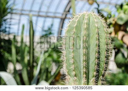 Close up of a Stenocereus Cactus in a greenhouse.