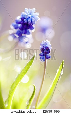 First Blue spring flower of a muskari lit with the sun.