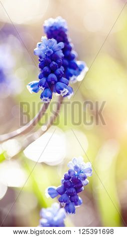 Blue spring flower of a muskari lit with the sun.