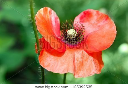 Closeup Of A Beautiful Red Poppy In A Garden