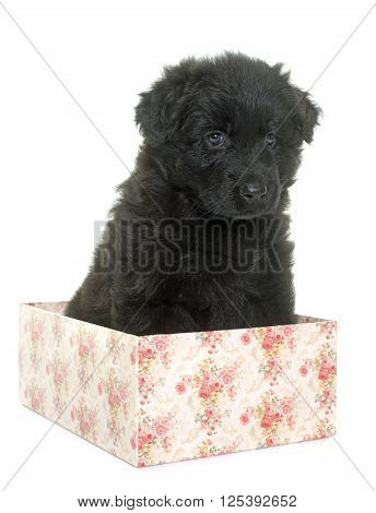 Altdeutsche Schaferhunde in front of white background
** Note: Soft Focus at 100%, best at smaller sizes