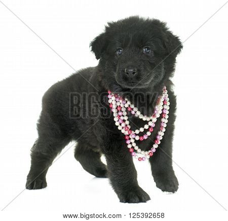 Altdeutsche Schaferhunde in front of white background
** Note: Soft Focus at 100%, best at smaller sizes