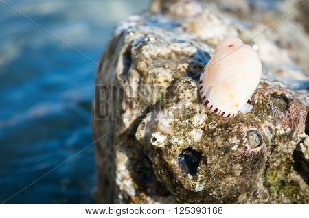 Conical Sea Snail Shell On A Rock At The Beach