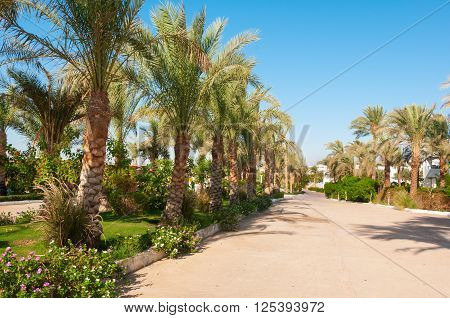 Palm Trees Line A Tropical Boulevard