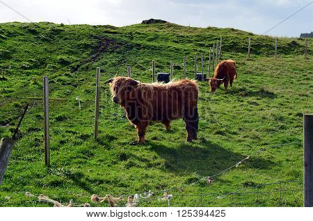 brown Longhorn Cow on a pasture in Norway