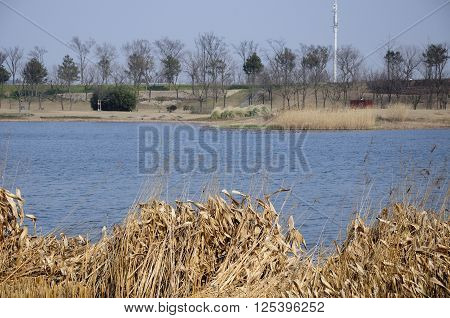 A small lake within the Chenshan Botanical Garden in Shanghai China springtime.