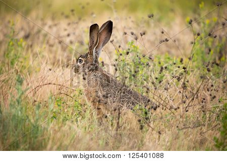 black-tailed jackrabbit (Lepus californicus) - American desert hare, alert