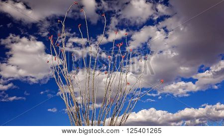 Fowering ocotillo cactus against cloud filled sky in Big Bend National Park Texas