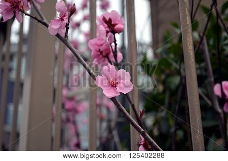 pink blossom in the park in london