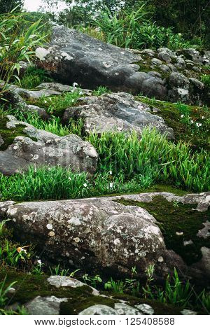 The ground with grass , plant , moss and stone