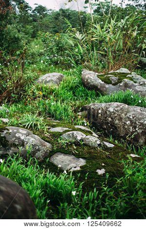 The ground with grass , plant , moss and stone