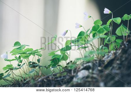 Beauty forest of white flowers oxalis acetosella