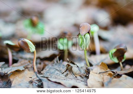 close up germinating seedlings beech leaf drop