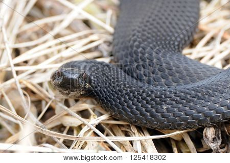 Common European Viper (Vipera berus) in April. National park Plesheevo Lake Yaroslavl region Russia