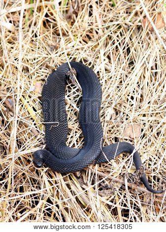 Common European Viper (Vipera berus) in April. National park Plesheevo Lake Yaroslavl region Russia