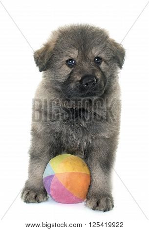 Altdeutsche Schaferhunde in front of white background