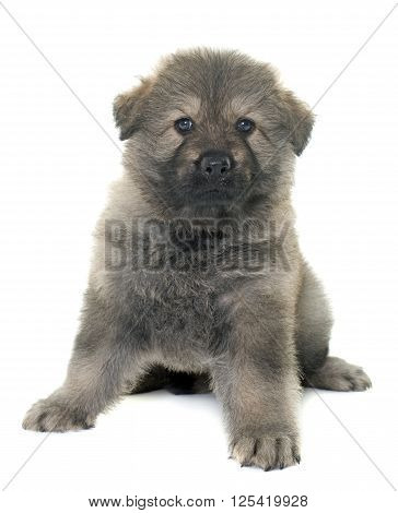 Altdeutsche Schaferhunde in front of white background