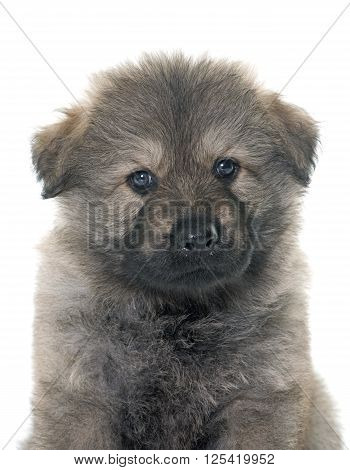 Altdeutsche Schaferhunde in front of white background
** Note: Soft Focus at 100%, best at smaller sizes