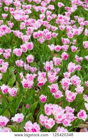 Beautiful Tulip In The Garden