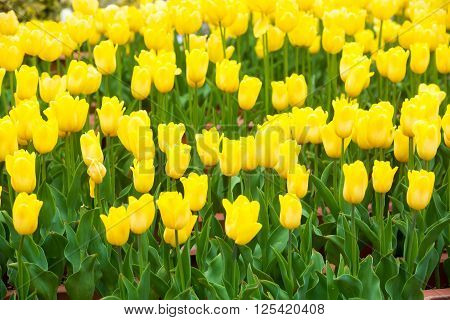 Beautiful Tulip In The Garden