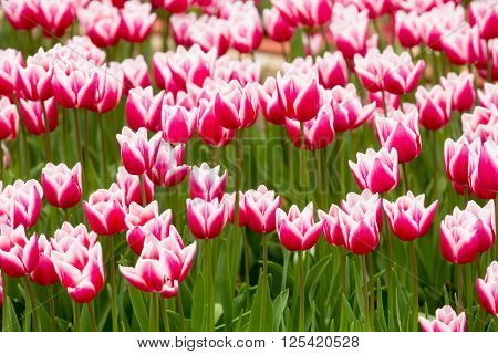 Beautiful Tulip In The Garden