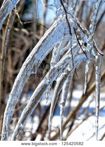 Icicles on branches: long, pointy, clear and frozen.
