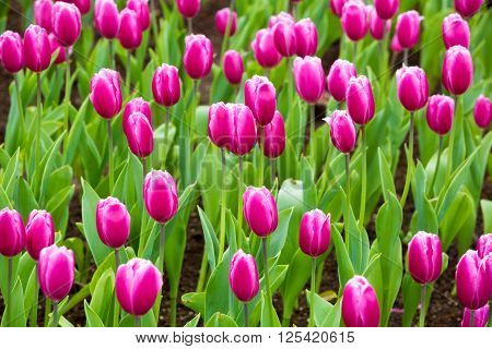 Beautiful Tulip In The Garden