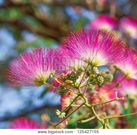Beautiful pink flowers on the tree - Japanese acacia Albizia julibrissin